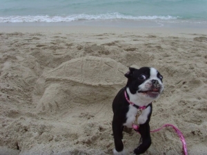 diva boston terrier